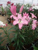 [5201 Macerata VH No02.JPG]